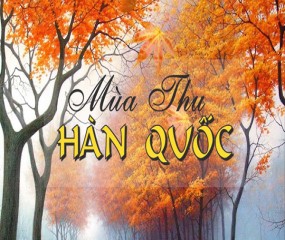 DU LỊCH HÀN QUỐC MÙA THU VÀNG